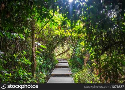 Wooden path in jungle. Taman Negara national park, Malaysia. Wooden path in Taman Negara national park, Malaysia