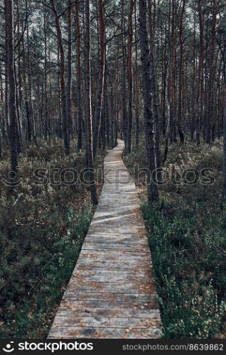 Wooden path leading through the sw&and forest in a natural park. Autumn forest landscape. Wooden path leading through the sw&and forest in a natural park
