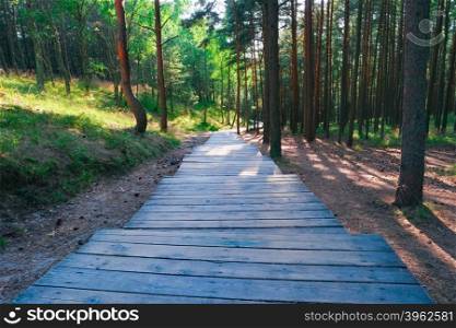 Wooden path through pine trees in forest. Wooden path in forest