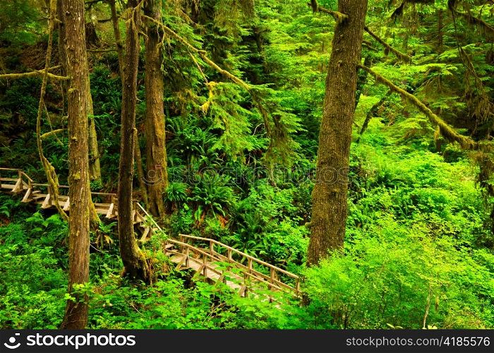 Wooden path through temperate rain forest. Pacific Rim National Park, British Columbia Canada