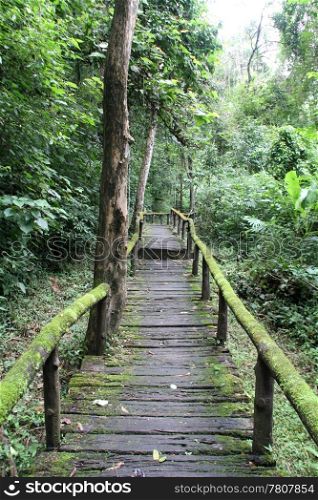 Wooden path through the dense tropical forest, Northern Thailand