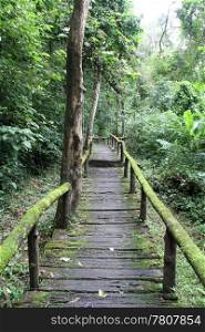 Wooden path through the dense tropical forest, Northern Thailand