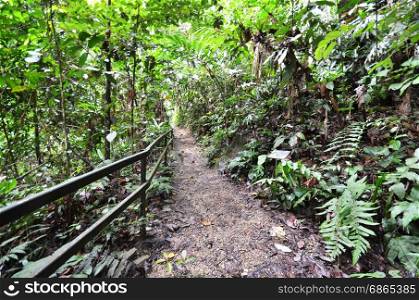 Wooden path to summit of mountain Kinabalu