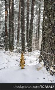 Wooden shaped pine tree in the snow in forest. Fir tree shape and shiny paint. Snowing in the forest. Gold colors