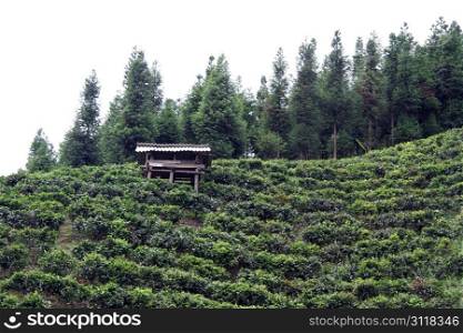 Wooden shed and tea plantation in Yunnan, China