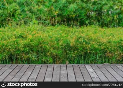 Wooden step on green background