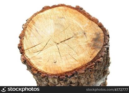 Wooden stump isolated on the white background