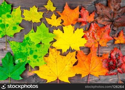 Wooden table with beautiful autumn maple leaves of different colors from above