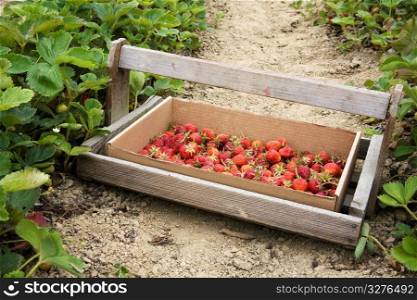 Wooden tray and cardboard box of strawberries
