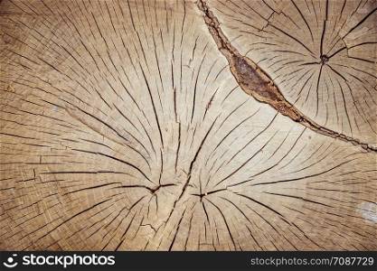 Wooden tree stump, background with wooden texture