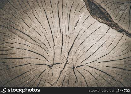 Wooden tree stump, background with wooden texture