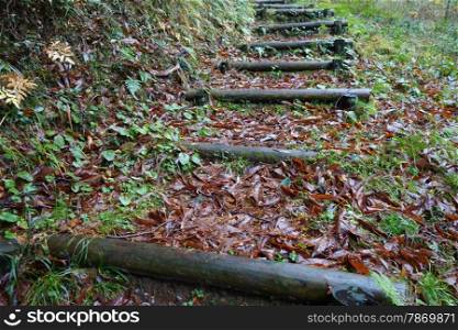 Wooden trunk steps in autumn forest for tourist footpath . Wooden trunk steps in autumn forest