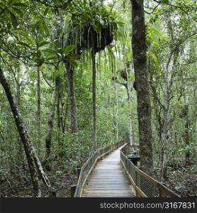 Wooden walkway in Daintree Rainforest, Australia.