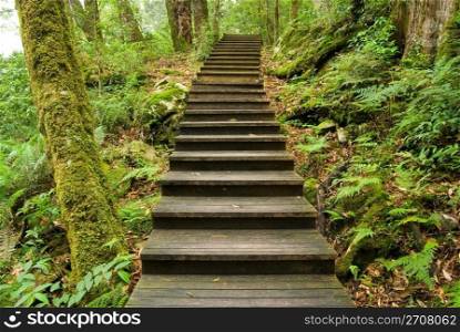 Wooden walkway into the forest