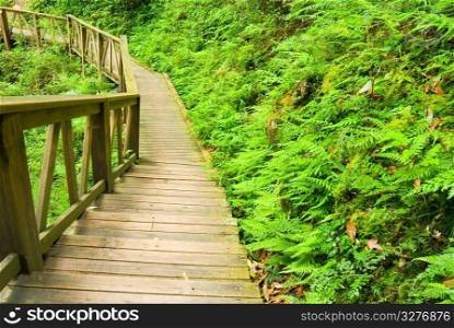 Wooden walkway into the forest, wooden walkway in forest.