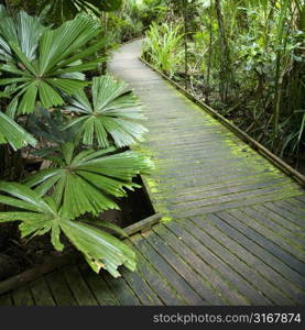 Wooden walkway through Daintree Rainforest, Australia.