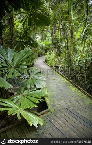 Wooden walkway through lush plants in Daintree Rainforest, Australia.