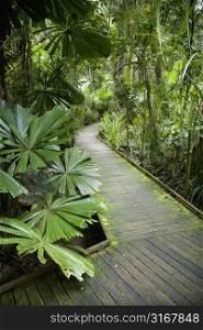 Wooden walkway through lush plants in Daintree Rainforest, Australia.