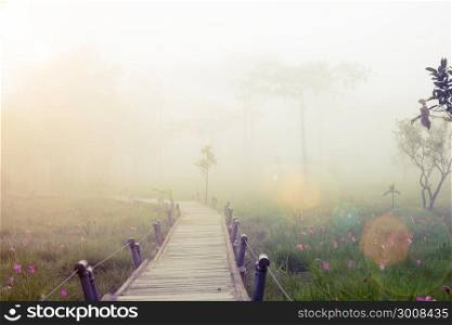 Wooden walkway through the forrest. Landscape with blooming spring garden. Nature Background