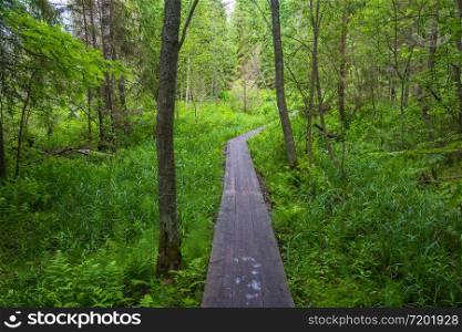 Wooden walkways, padded through the forest marshland to the Holy source flux in the Makariev district, Kostroma region, Russia.