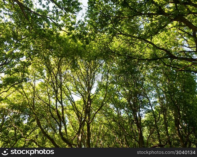 woodland forest green lush tree canopy background nature texture. woodland forest green lush tree canopy background nature texture; essex; england; uk
