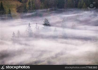 Woodland in clouds of fog. Spring landscape. Forest on hills. Rural Ukraine Carpathian mountains sunrise. Spruce and fir trees