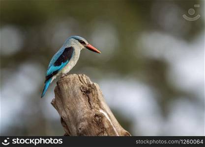 Woodland kingfisher perched on a log in Kruger National park, South Africa ; specie Halcyon senegalensis family of Alcedinidae. Woodland kingfisher in Kruger National park, South Africa