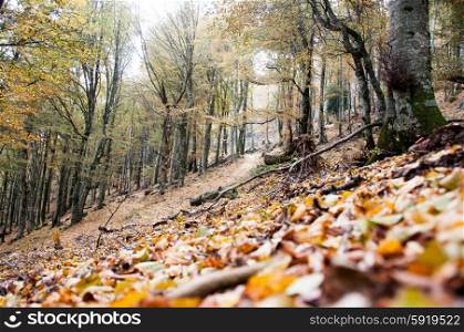 Woodland landscape in autumn