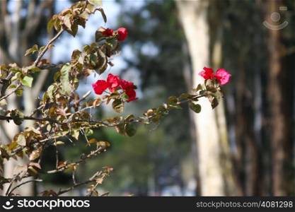 Woodland red flower