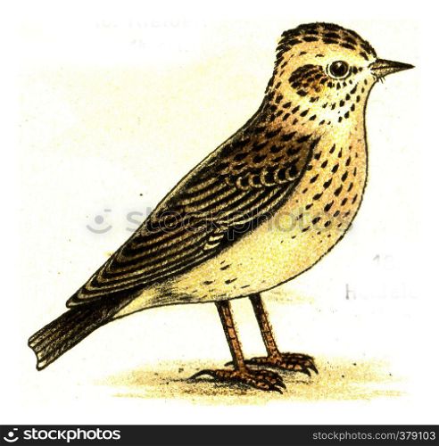 Woodlark, vintage engraved illustration. From Deutch Birds of Europe Atlas.