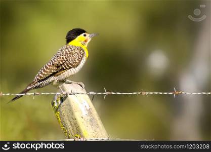 Woodpecker Campo flicker perched on a pole