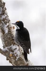 Woodpecker in tree in Winter Saskatchewan Canada