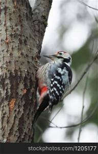 woodpecker on a tree trunk in the forest