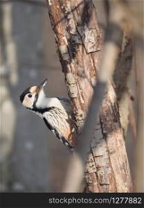 woodpecker on a tree trunk in the forest