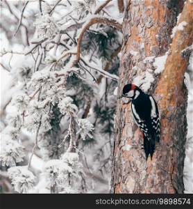 Woodpecker on tree trunk in winter forest. Wild birds in wild during cold weather.