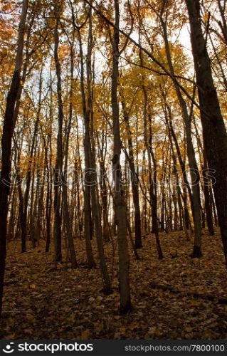 Woods at fall