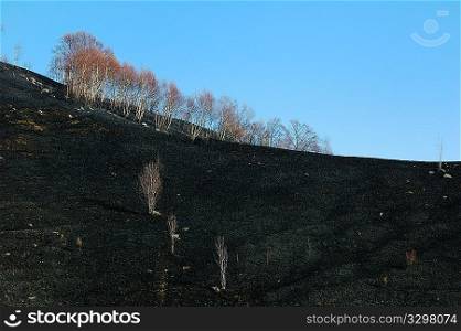 Woods fire damage: white birch over dark burned meadows