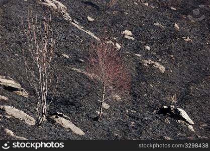 Woods fire damage: white birch over dark burned meadows
