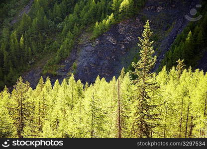 Woods of Larches (Larix); summer season, italian alps, Europe.