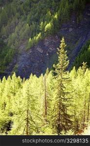 Woods of Larches (Larix); summer season, italian alps, Europe.