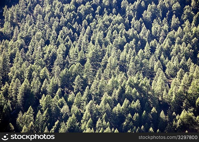 Woods of pine in mountain; summer season, italian alps, Europe.