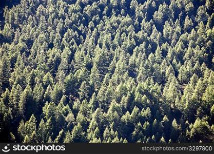 Woods of pine in mountain; summer season, italian alps, Europe.