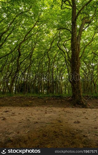 Woods of Rainha D. Leonor , in Caldas da Rainha - Portugal, borders the Parque D. Carlos I and is characterized by its biodiversity and beauty