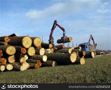 woodwork in a forest. removal of logs
