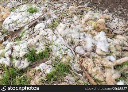 Wool from Australian lambs left on the ground on a farm