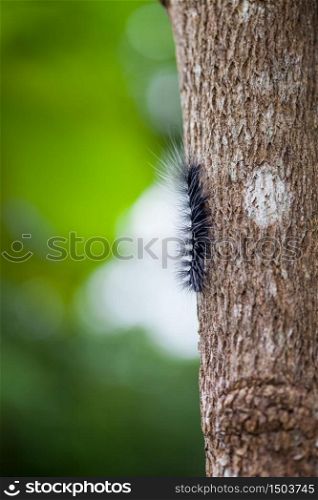Woolly Bear Caterpillar ,Nature