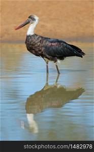 Woolly-necked stork (Ciconia episcopus) standing in shallow water, South Africa
