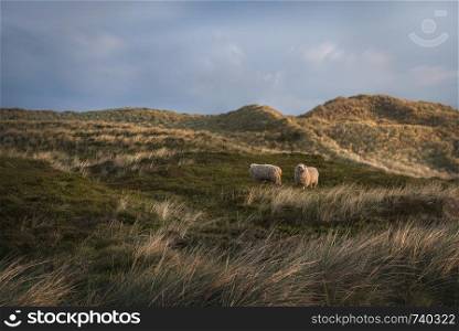 Woolly sheep grazing on dunes covered with tall grass and moss, at sunrise, on Sylt island, Germany.