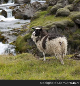 Woolly sheep on rocky field