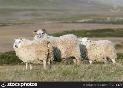 Woolly sheep standing in the grassland